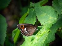 Weißbindiger Mohrenfalter mit geschlossenen Flügeln